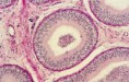 /album/histologia-/hist-2-jpg/